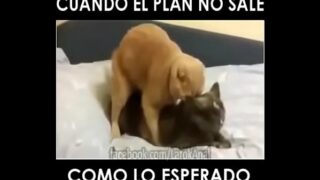 Gatos