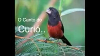 Vídeo pornô com  carlos